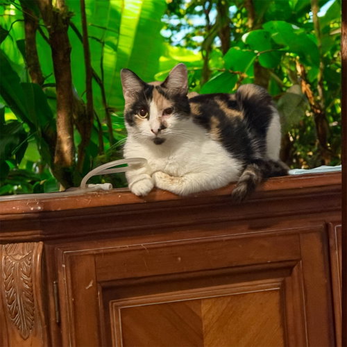 Layla, Tortoiseshell / Mixed, cat for adoption in Huntsville, Texas