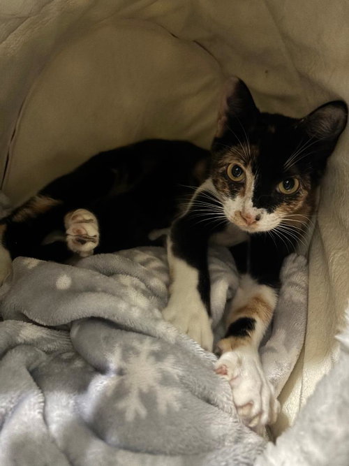 Camembert, an adoptable Tortoiseshell in WILLIS, TX