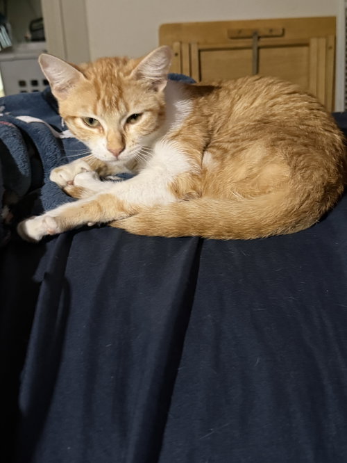 Mimosa, an adoptable Tabby in WILLIS, TX
