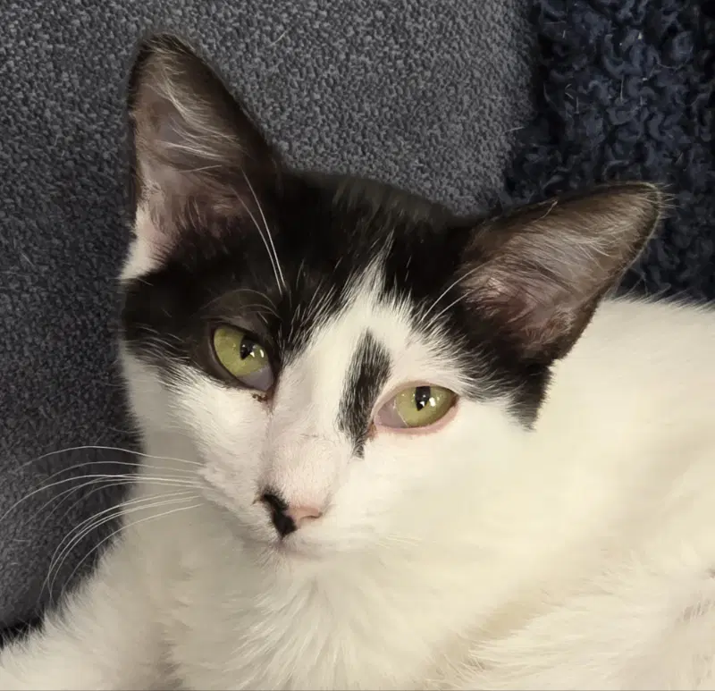 Adelaide - Tabby