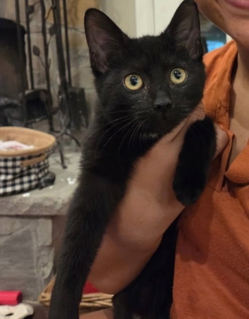 Beanie, Young Tabby / Domestic Short Hair / Mixed (short coat), cat for adoption in Huntsville, Texas
