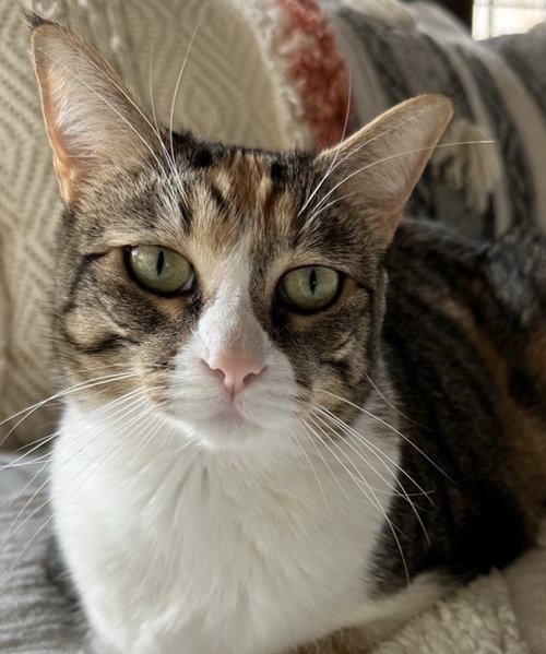 Karma, Calico / Domestic Short Hair / Mixed, cat for adoption in Huntsville, Texas