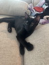 Onyx - Photo 1