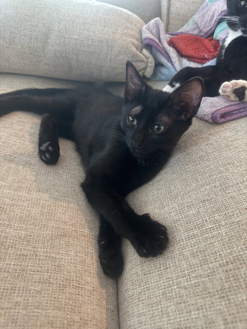Onyx