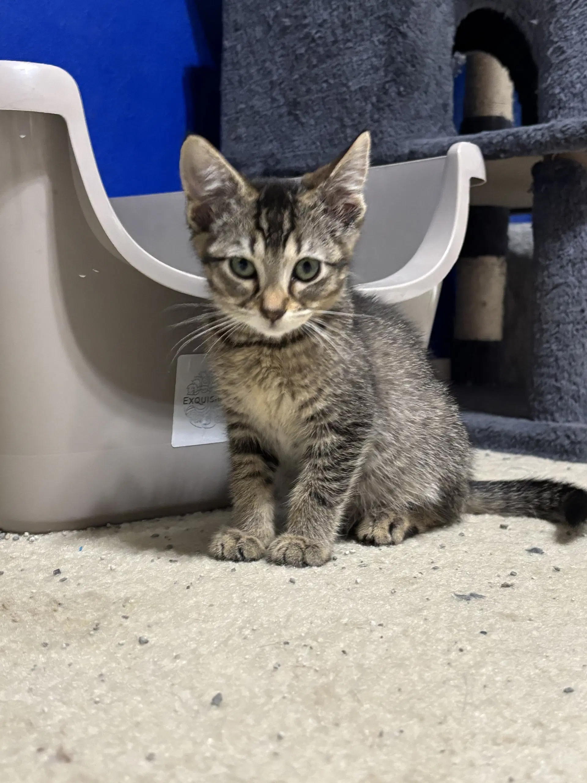 Jemima - Tabby