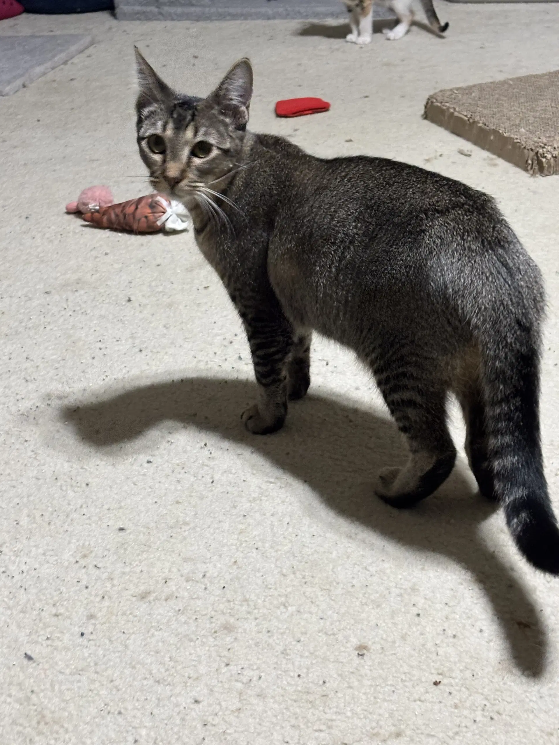 Jemima - Tabby