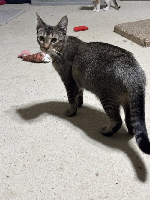 Jemima, a cat for adoption from Third Coast Pets Alive