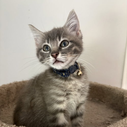Aiden, Baby Tabby / Domestic Medium Hair / Mixed (medium coat), cat for adoption in Willis, Texas