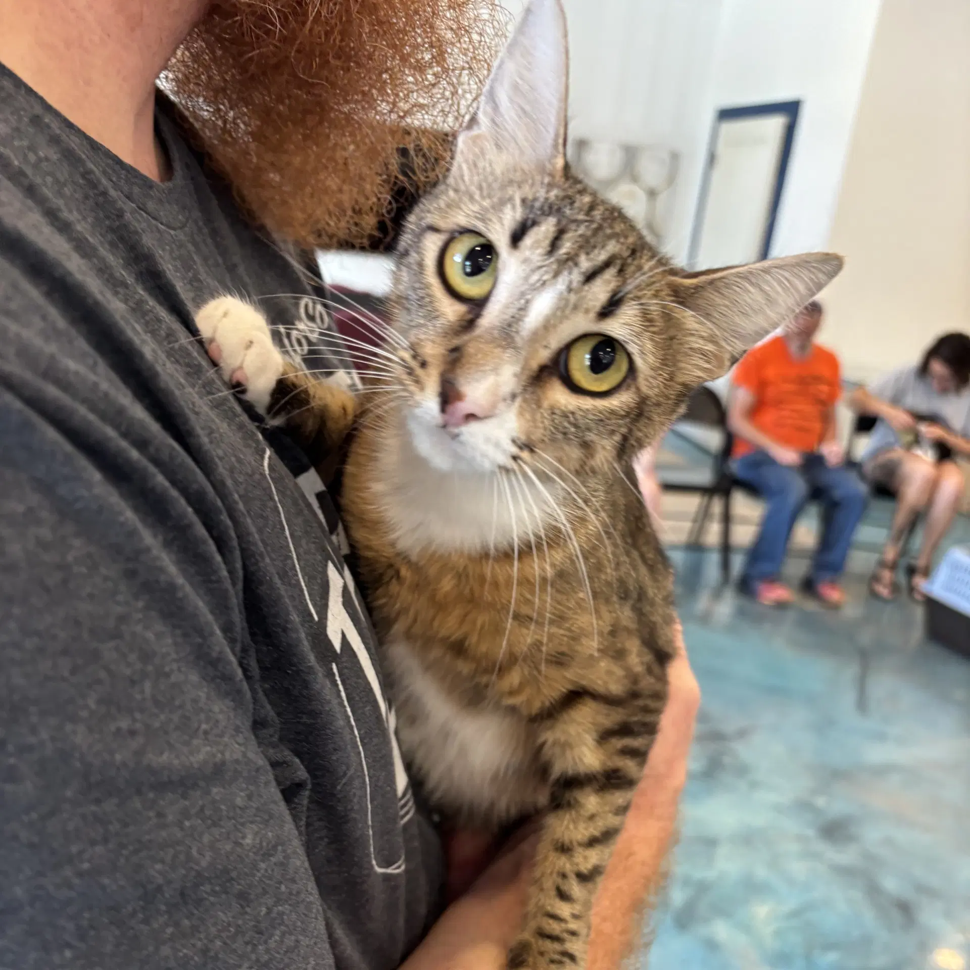 Sammie Wich - Tabby