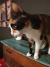 Nyla - Photo 1