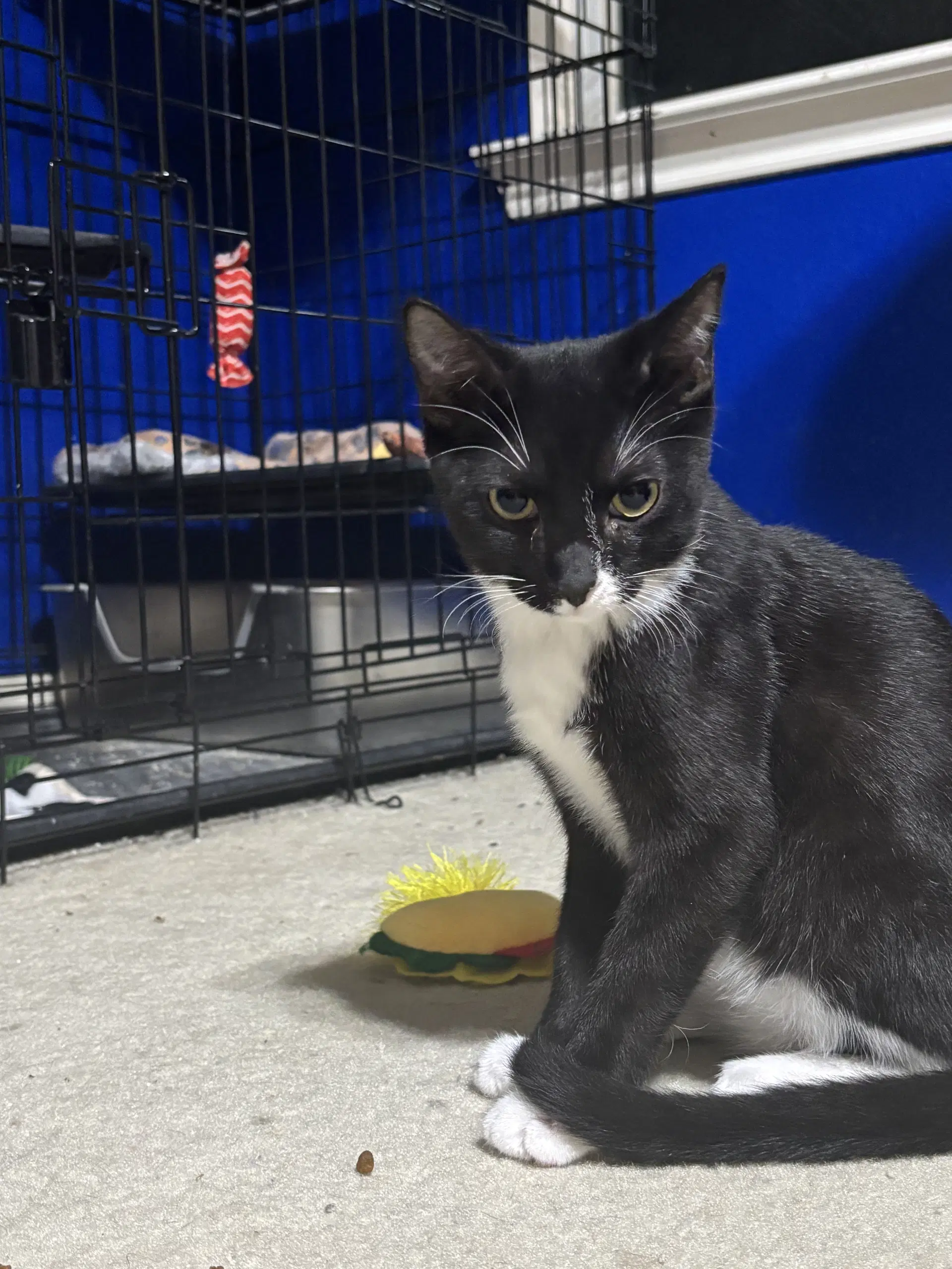 Colt - Tuxedo