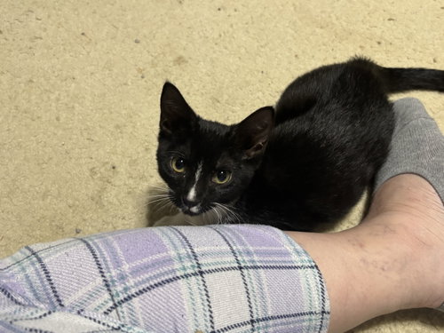 Josephine, a cat for adoption from Third Coast Pets Alive