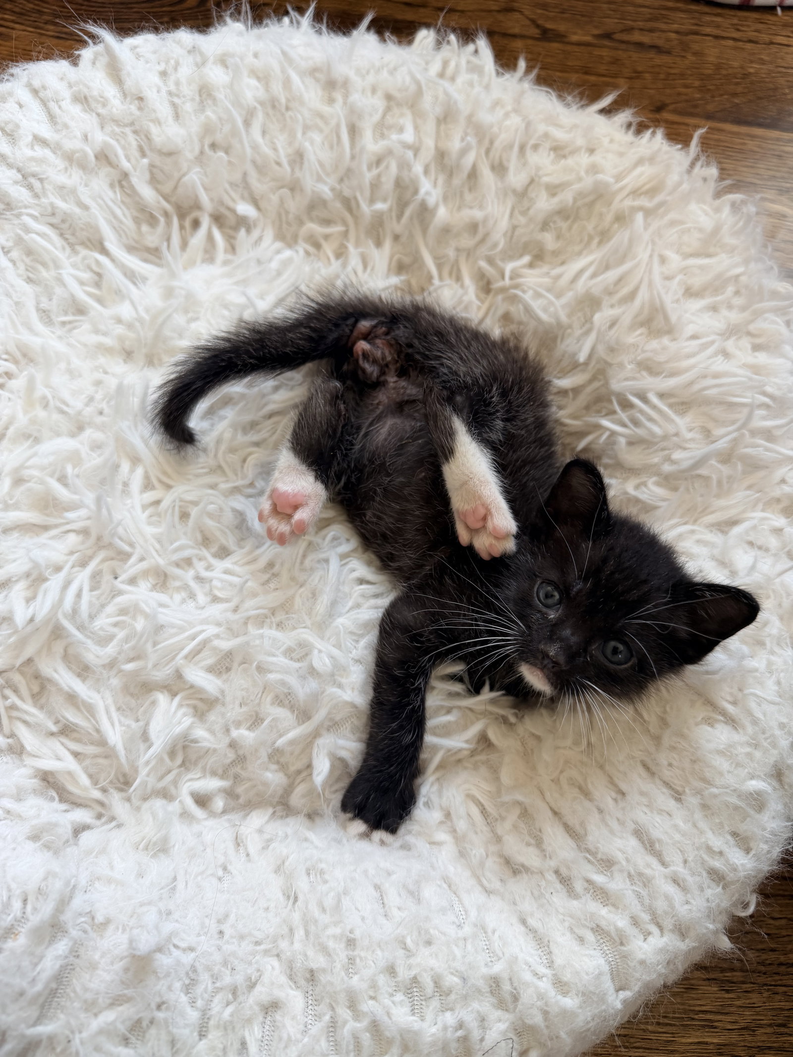Mitten Image