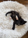Mitten - Photo 1