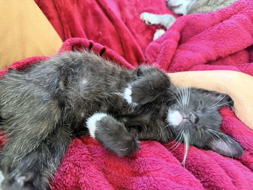 MITTEN - Tuxedo / Domestic Short Hair available for adoption
