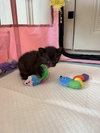 Mitten - Photo 4