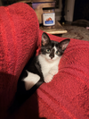 Moon Pie - Photo 1