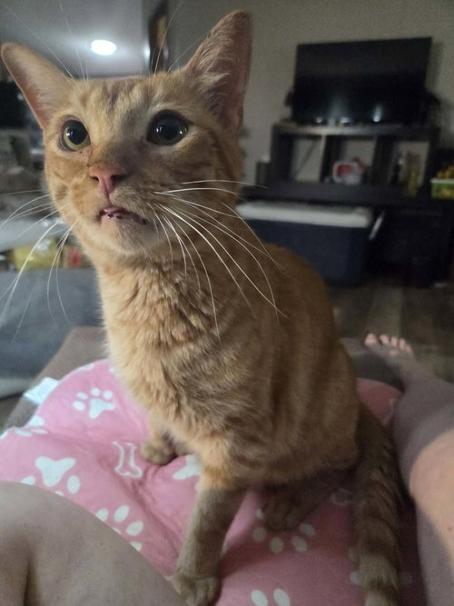 ERNIE