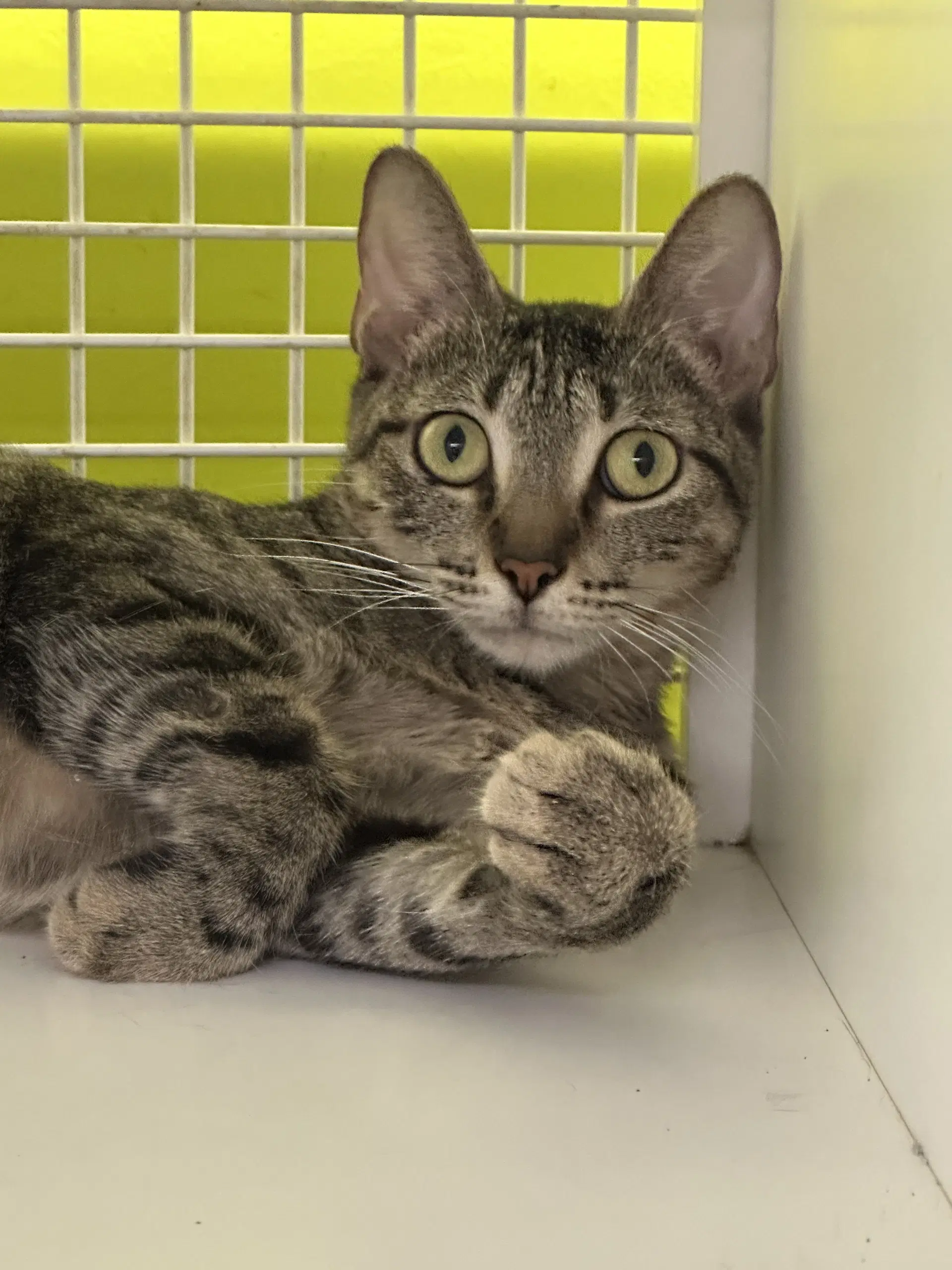 Ara - Tabby