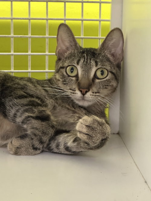 Ara, a cat for adoption from Third Coast Pets Alive