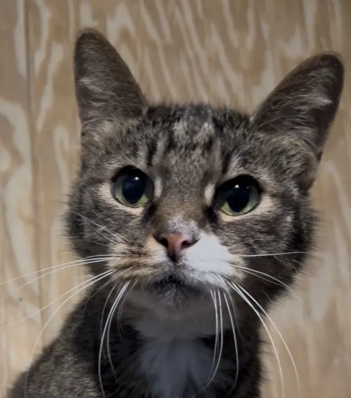 Piper - Tabby