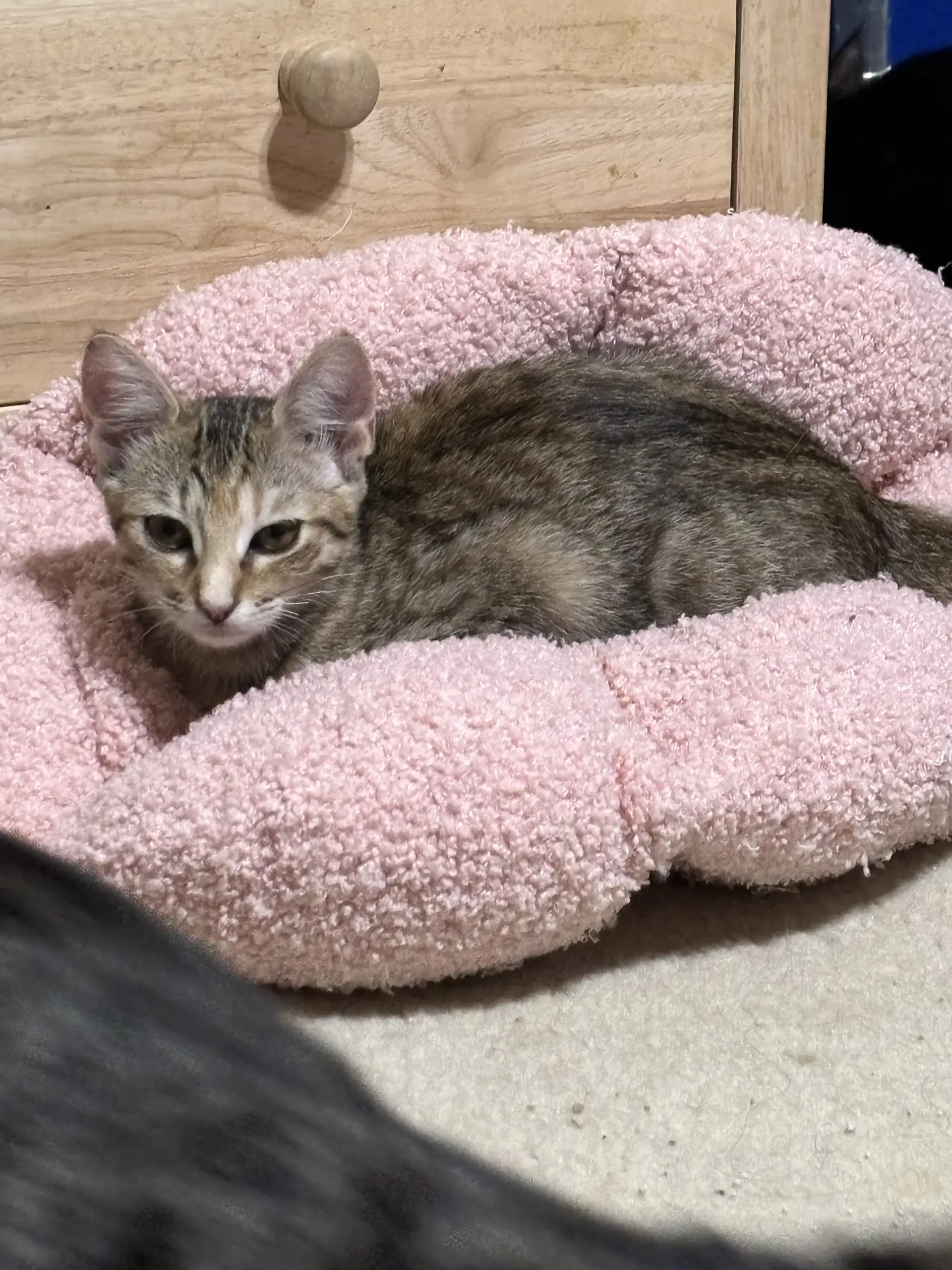 Olive - Tabby
