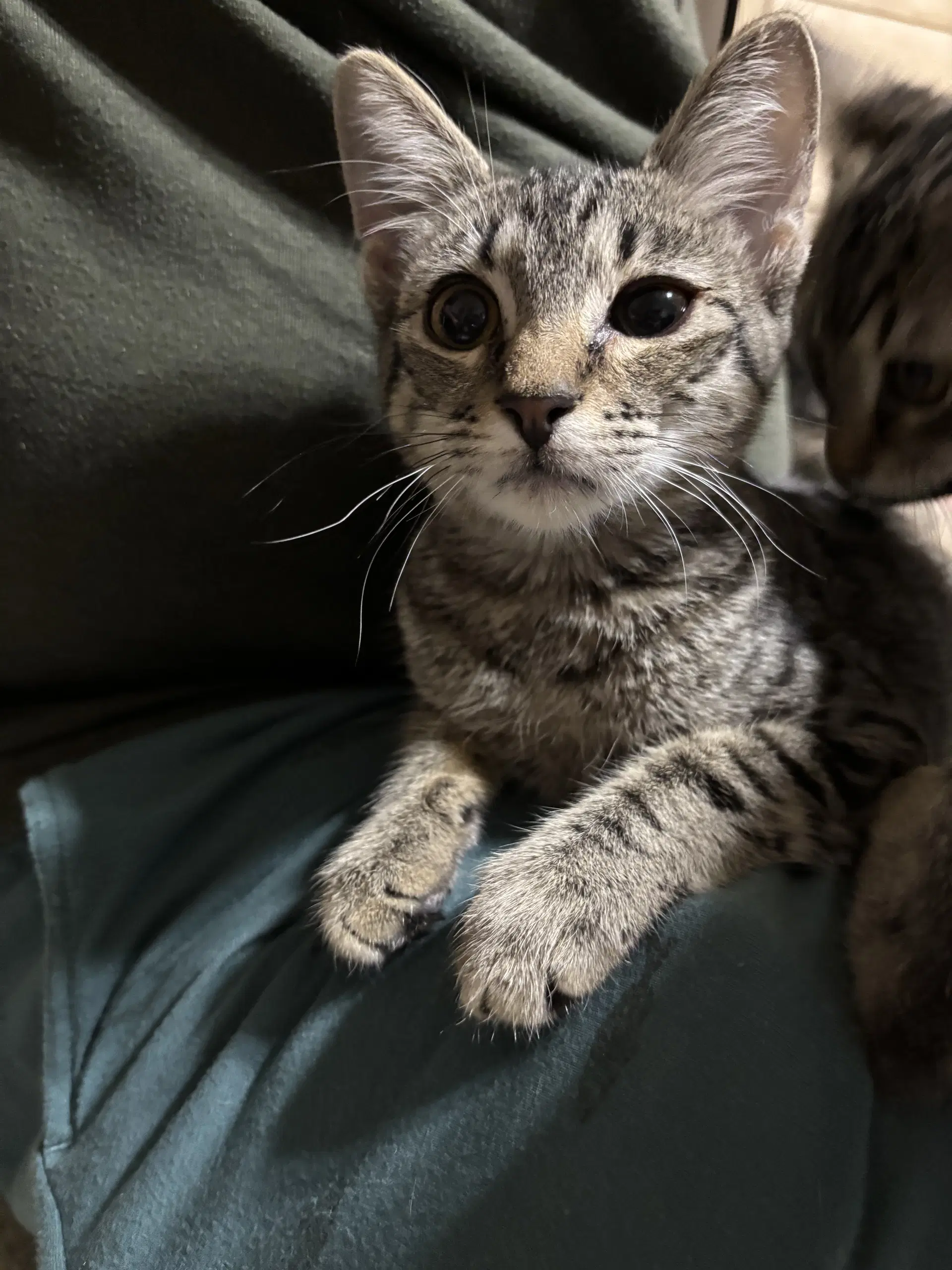 Octavia - Tabby