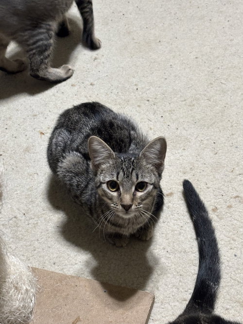 Octavia, a cat for adoption from Third Coast Pets Alive