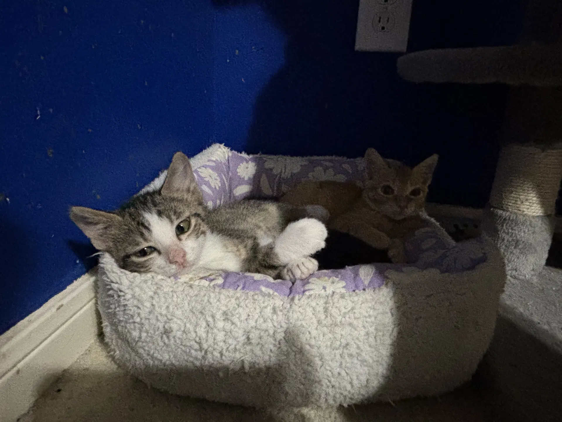 Oliver - Tabby