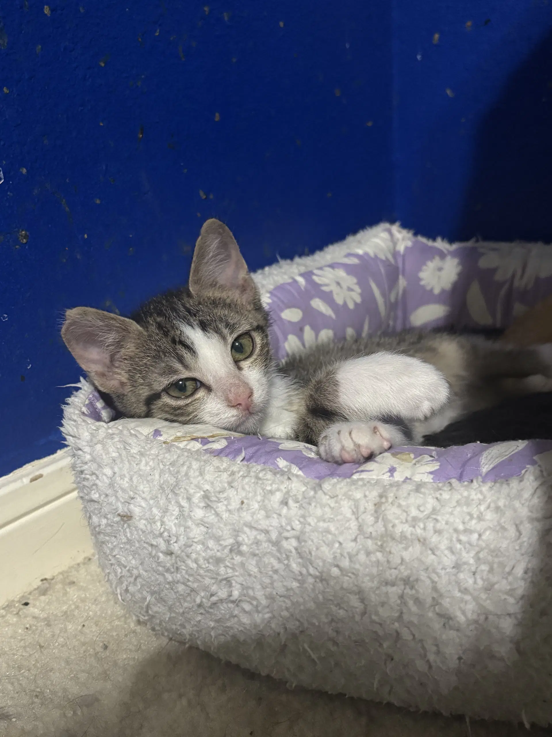 Oliver image 4