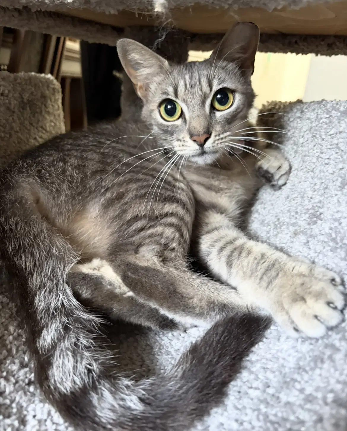 Scout - Tabby