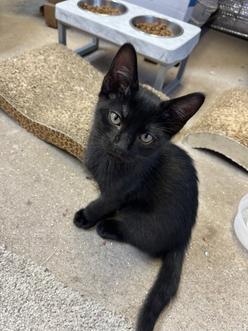 CURIOUS GEORGE - Tabby / Domestic Medium Hair available for adoption