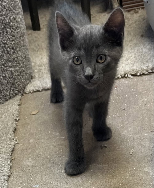 TOM - Russian Blue / Domestic Medium Hair available for adoption