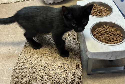 JERRY - Tabby / Domestic Medium Hair available for adoption