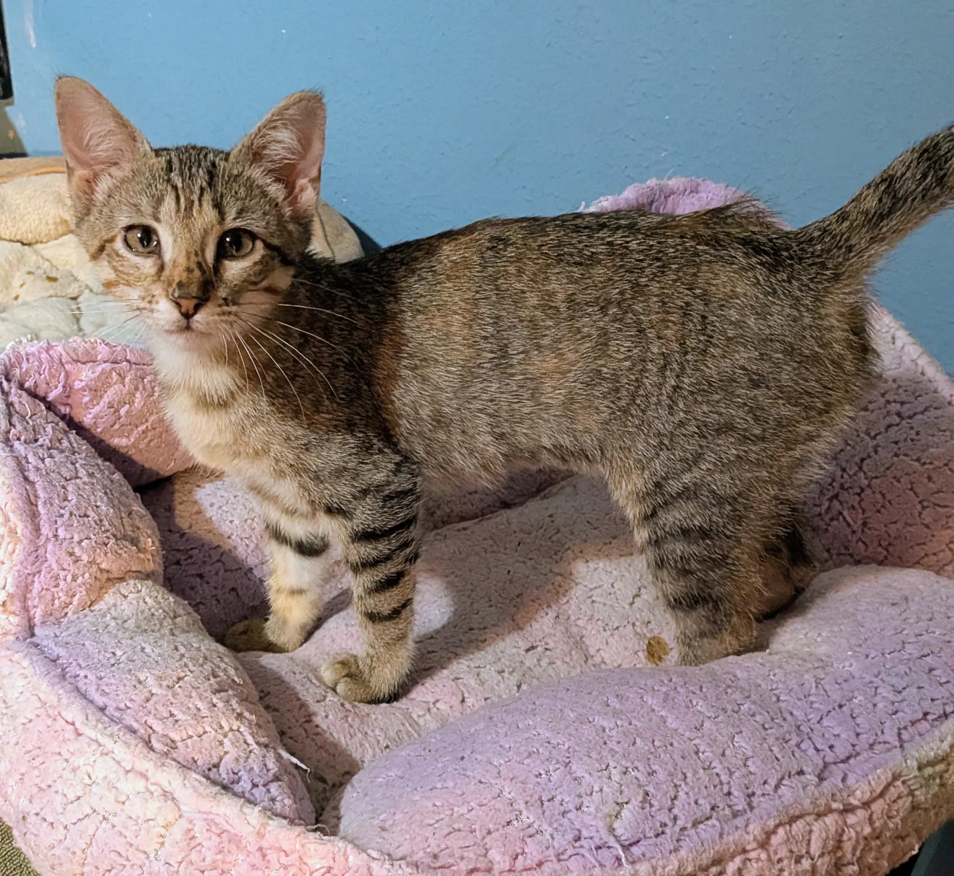 Indica - Tabby