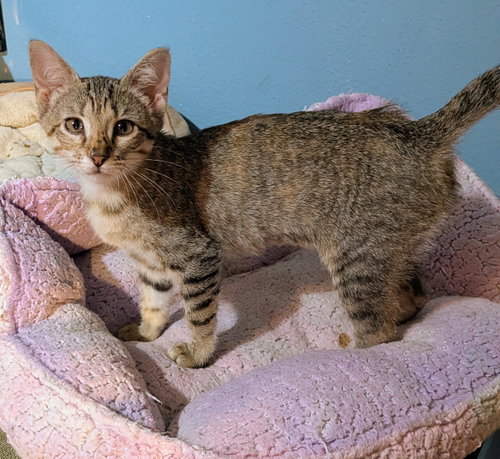 INDICA - Tabby / Domestic Short Hair available for adoption