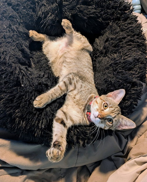 Indica, a cat for adoption from Third Coast Pets Alive