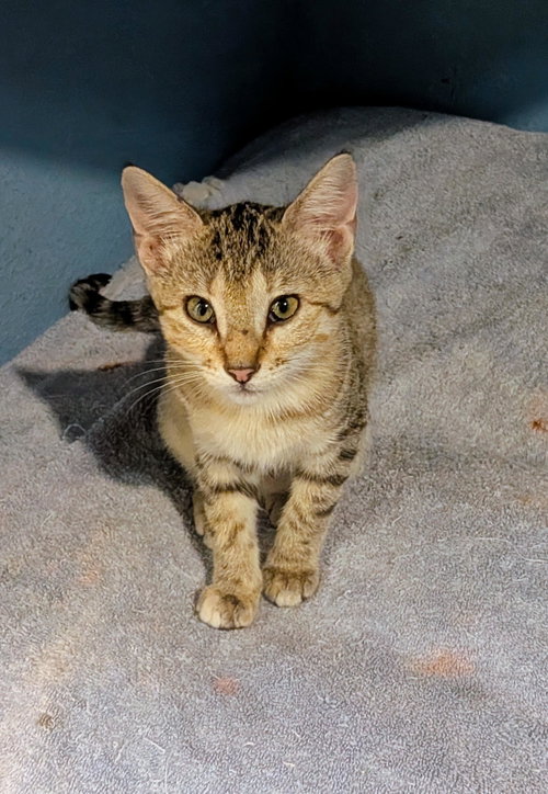 SATIVA - Tabby / Calico available for adoption