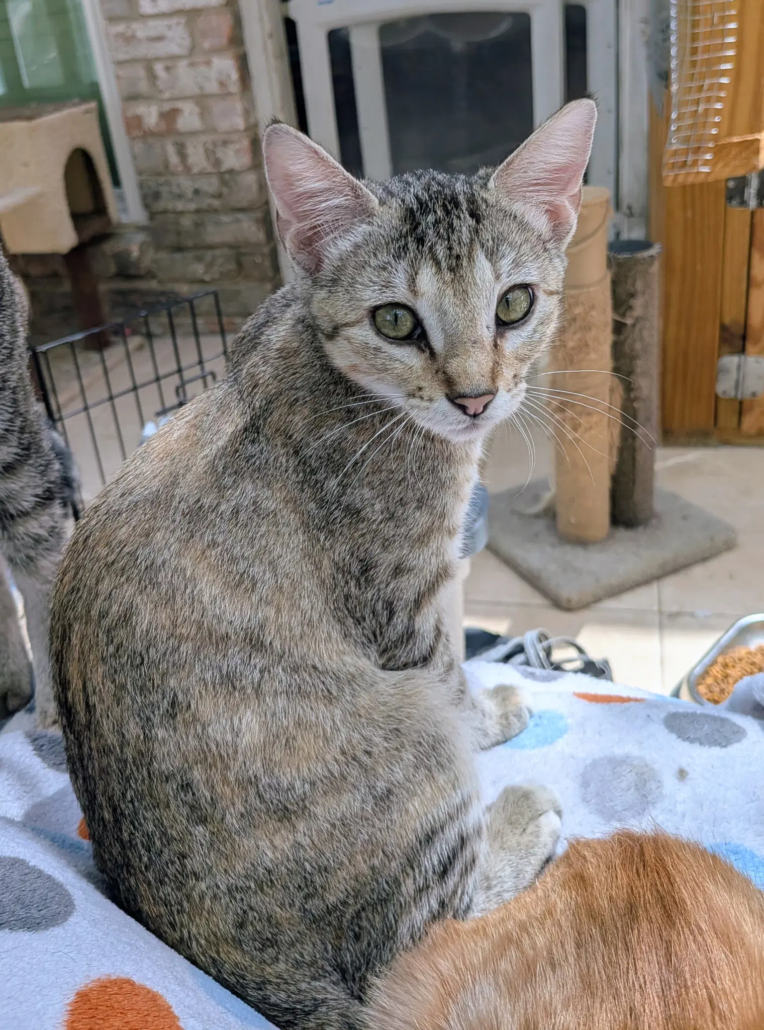 Sativa - Tabby
