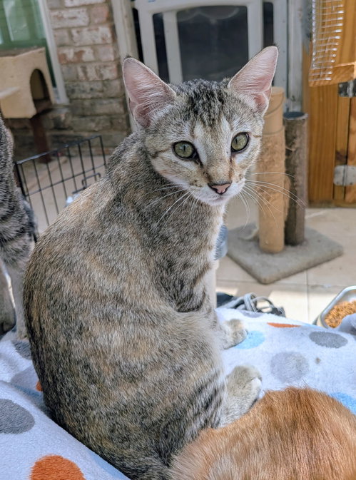 Sativa, a cat for adoption from Third Coast Pets Alive