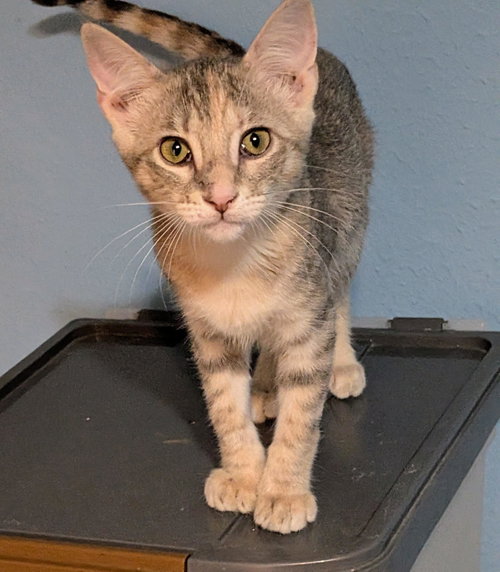 HAZE - Tabby / Calico available for adoption