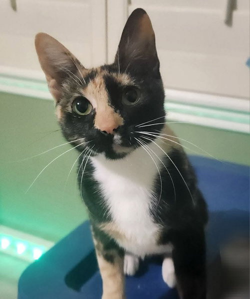 Gretchen, an adoptable Tortoiseshell in WILLIS, TX