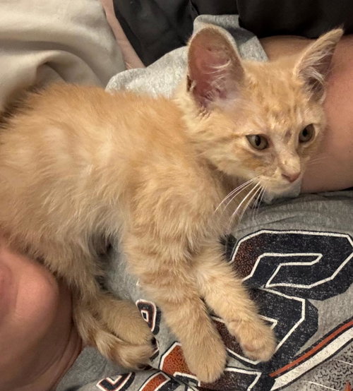 Ferguson, an adoptable Tabby in WILLIS, TX