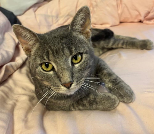 Greyson, an adoptable Tabby in WILLIS, TX