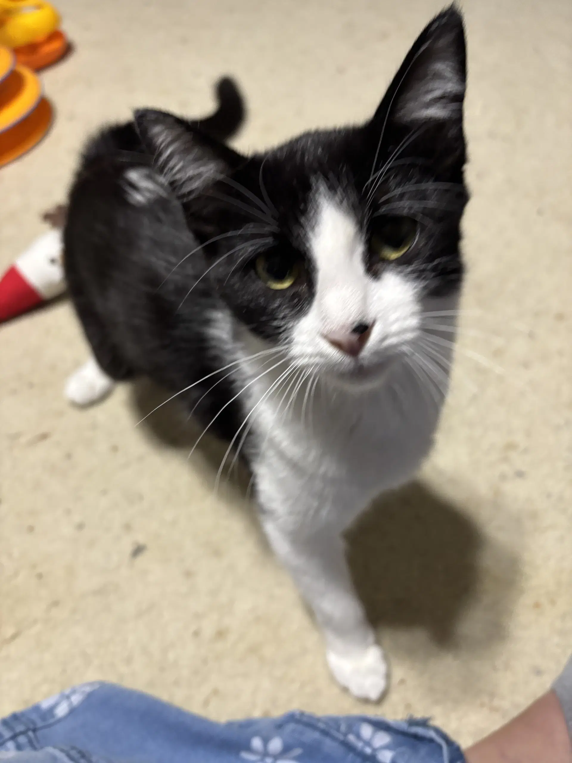 Storm - Tuxedo