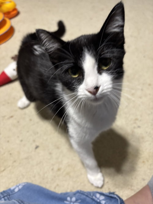 Storm, a cat for adoption from Third Coast Pets Alive
