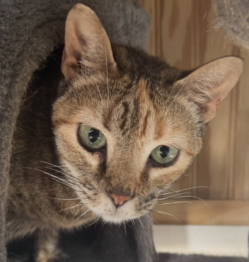 Mia, a cat for adoption from Third Coast Pets Alive