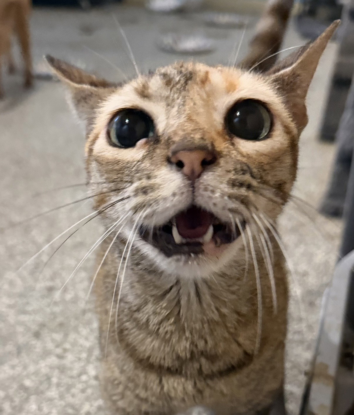Mia