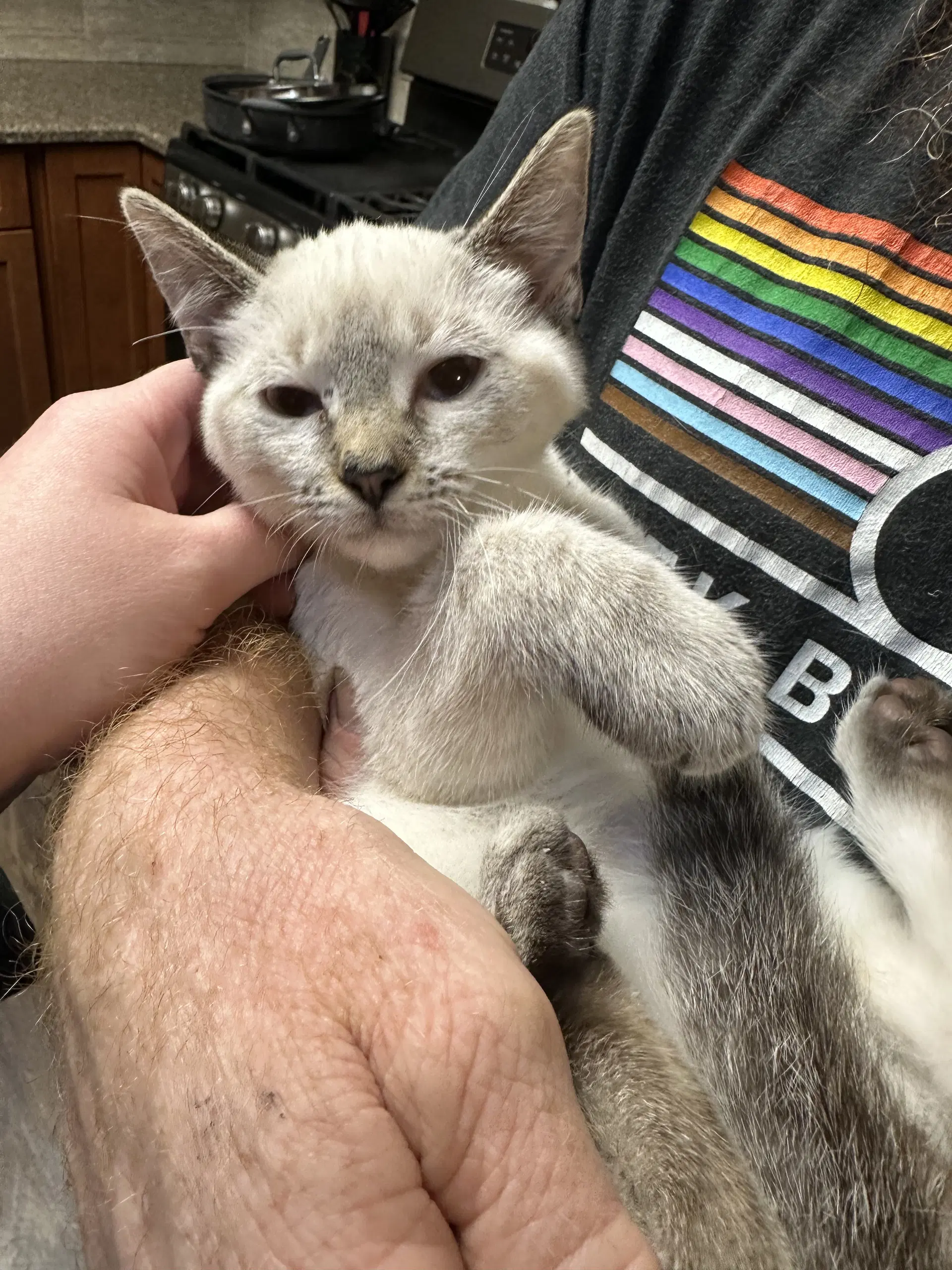 Astraea - Siamese