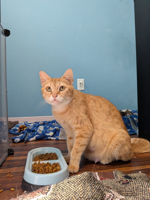 Delta, a cat for adoption from Third Coast Pets Alive